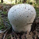 Foresta Umbra