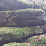 roccia-con-muschio-gargano
