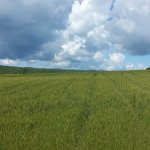 campo-di-grano